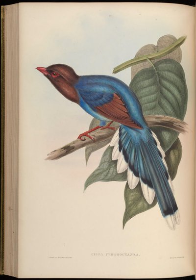 Cissa Pyrrhocyanea by John Gould
